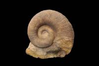 Lytoceras